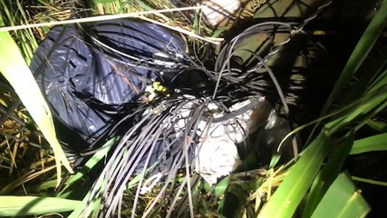 Fios são encontrados em lote baldio no Santa Cruz