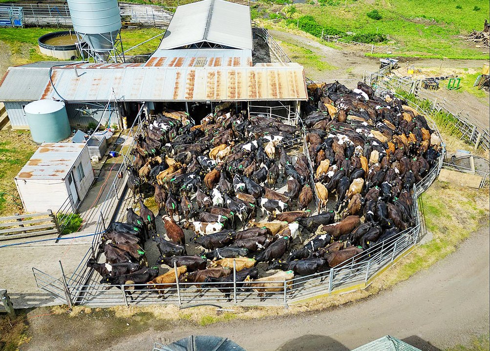 Driffield dairy farm | January 12, 2024 | Farmonline