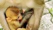 Mankey Funny Moments, Animals Video, Funny Animal's New Video, Bandar, Dog Fight Viral Video #Animals#Mankeyvideo