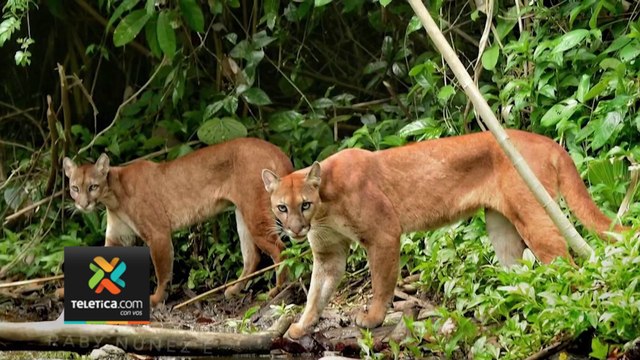 tn7-Avistamiento-de-tres-pumas-juntos-sorprende-a-turistas-en-Corcovado-110124