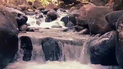 Suara Gemercik Air Sungai dan Burung Berkicau di pagi Hari