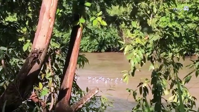 La Reserva de la Biosfera de Vallejo-Río Ameca vendrá a preservar un ecosistema, señala biólogo
