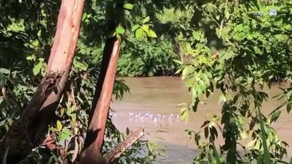 La Reserva de la Biosfera de Vallejo-Río Ameca vendrá a preservar un ecosistema, señala biólogo