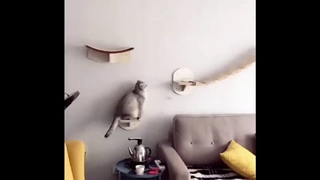 funny cute cats