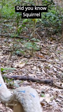 Facts about squirrel monkey