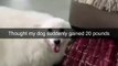 Funny cat dog animal videos on Instagram Tiktok #memes #funnyanimals #مضحك