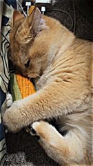 ADA KUCING GEMOYNYA JUGA ,LUCU BANGET