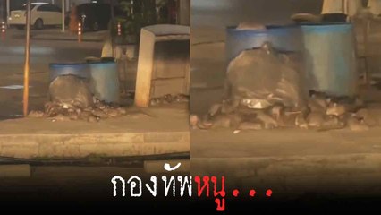 กองทัพหนูสุดน่าทึ่ง กำลังรุมกินอาหารในถุงขยะ 🐭