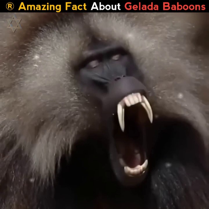 Meet Gelada Baboon Ferocious Monkey