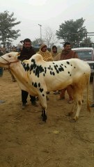 Sahiwal bull