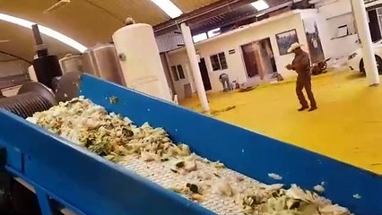 🌵 ｜Agave Juice Cold-Pressing