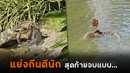 ตัวเงินตัวทอง ต่อสู้แย่งปลา ลุ้นมากตัวไหนจะได้ สุดท้ายหักมุมซะงั้น