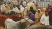 New sahiwal bull update | bull price | Pakistani Bull | Mandi iqbal nagar