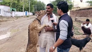 40 Minutes of Interesting Animal Moments In India!
