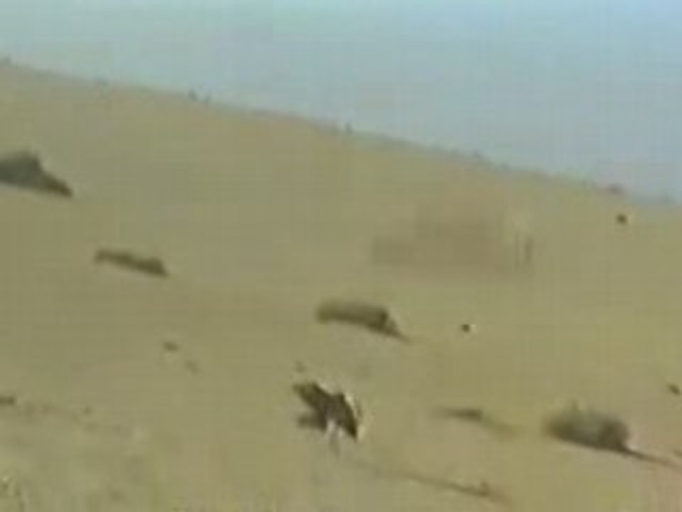 Aigle attaque antilope