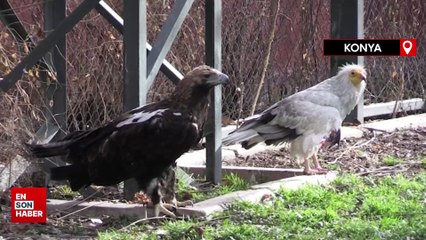 Konya'daki merkez doğaya salınamayan yırtıcı kuşların yuvası oldu