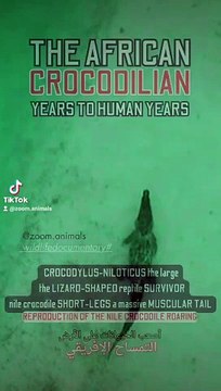 nile crocodile florida roaring, animal park nature park, reproduction of the nile crocodile florida , nile crocodile the armored tanks of Africa #nileshbagul #nileshbagul #nileshbagul #nile #niles #niloyalamgir #nilesh25 #nilecrocodiles #crocodile