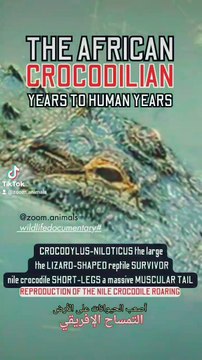 Crocodylus-niloticus, the lizard shaped reptile survivor, the Nile crocodile roar, nile crocodile the armored tanks of Africa #nileshbagul #nileshbagul #nileshbagul #nile #niles #niloyalamgir #nilesh25 #nilecrocodiles #crocodile florida #nile crocodile