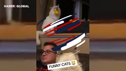 Kendisi ile ilgilenmeyen sahibi ile uğraşan kedi kahkahaya boğdu: ''Topları kafasına attı''