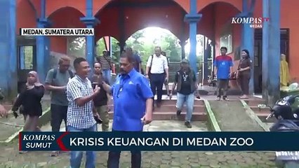 Krisis Keuangan di Medan Zoo Diduga Penyebab Kematian 3 Harimau dalam 2 Bulan Terakhir