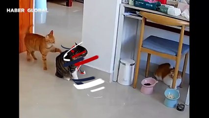 Arkadaşlarını birbirine düşüren kedi güvenlik kamerasına yakalandı