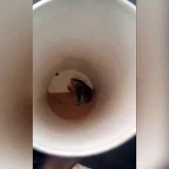 Bu görüntülerden sonra dışarıda kahve içmek istemeyeceksiniz! Kahvenin sonunda fare çıktı…