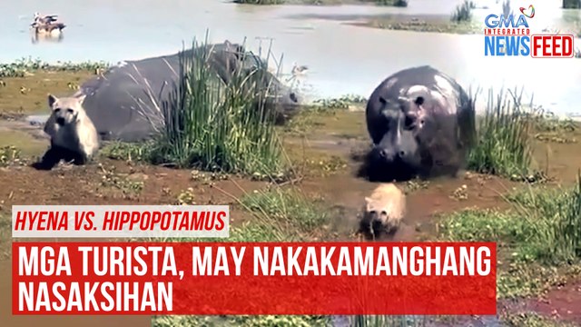 RESTRICTED: Hyena vs. Hippopotamus Mga turista, may nakakamanghang nasaksihan | GMA Integrated News