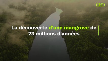 Une mangrove de 23 millions d'années découverte sous une coulée volcanique