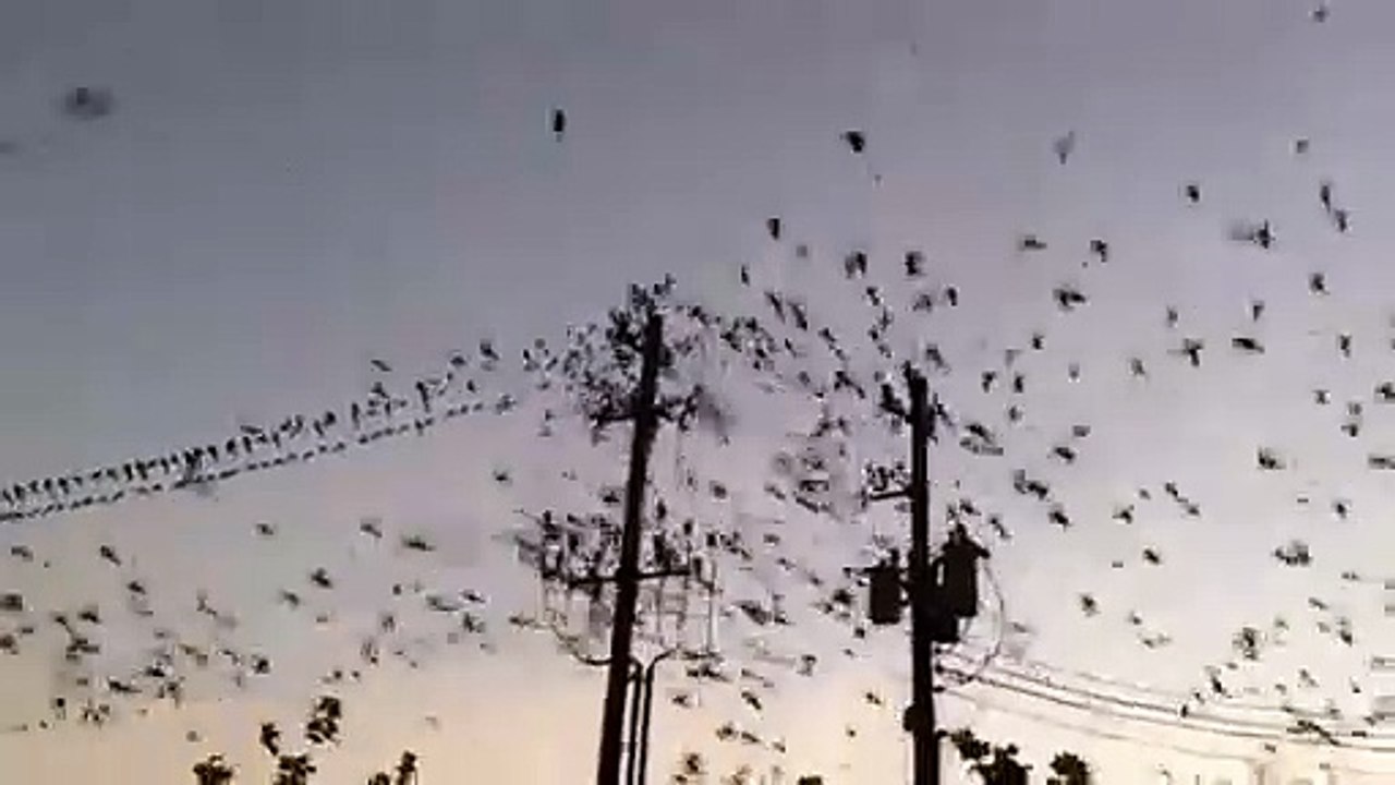 Des oiseaux font exploser une ligne à haute tension