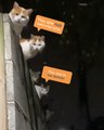 Cat Ambush! Woman Surprised by Gang of Cats