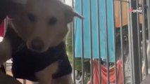 Sauvé du froid glacial de Roumanie, ce chien est fou de joie quand il reçoit son 1er cadeau (Vidéo)