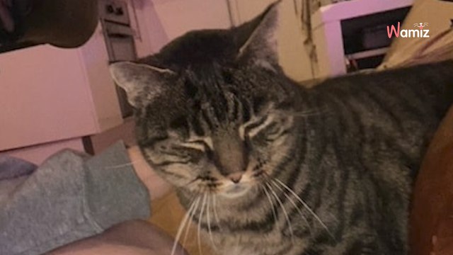 Après de nombreux renseignements, ils décident d'adopter ce chat craintif : au bout de 2 mois, ils le rendent au refuge