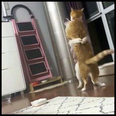 Hilarious Cat-Dog Romance Dance! 