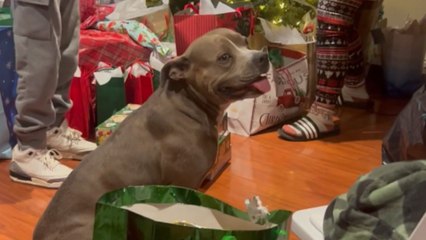 Pitbull's delightful present unwrapping wraps the whole room in happiness!