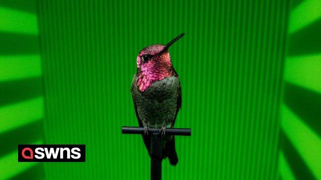 Quirky research sees hummingbird flight tested with surreal visuals