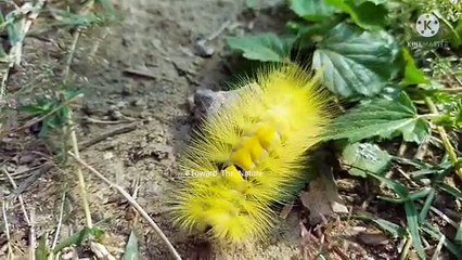 Kambal kida | कम्बल कीड़ा | kide