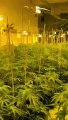 Rotherham cannabis farm: Police discover £4million of plants in Rotherham town centre