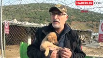 İslahiye Belediyesi Barınağında 6 Yılda Bin Köpek Sahiplendirildi