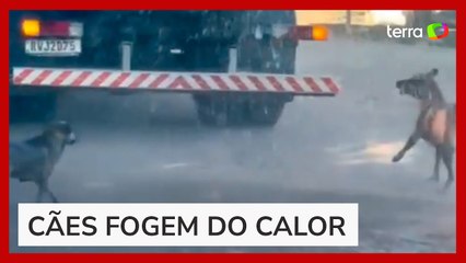 Cachorros correm atrás de caminhão pipa para aliviar calor no MS
