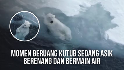Momen Ketika Beruang Kutub Sedang Asik Berenang dan Bermain Air
