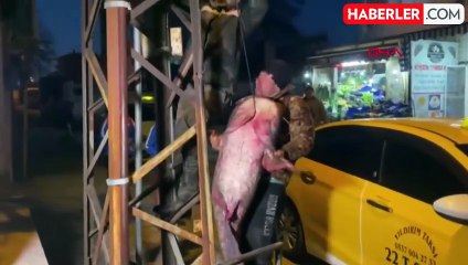 Edirne'de 71 Kilo Yayın Balığı Avlandı