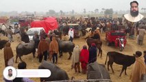 Mandi Iqbal Nagar |Buffaloes Janwar mandi |Nilli Ravi Buffaloes| Buffaloes Latest Rates Update |2024