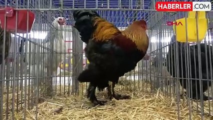 Isparta'da 7. Ulusal Kümes Hayvanları Gösterisi düzenlenecek