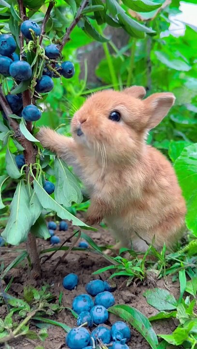 Cute rabbit