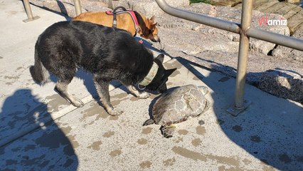 En pleine tempête de neige, le chien voit une ombre flottant à la surface de la mer et fonce