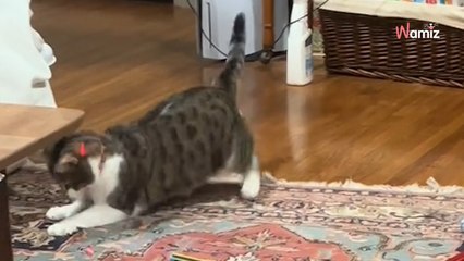 Le chat reconnaît ce que porte le policier : la scène qui se déroule à 7H du matin dans ce salon est lunaire (vidéo)