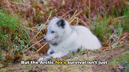 @ The Wild Tundra_ A Journey into the Unknown