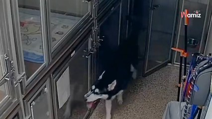 Elle regarde la caméra de surveillance du refuge : elle hallucine sur le comportement d’un chien