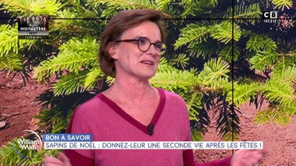 Bon à savoir : Sapins de Noël, donnez-leur une seconde vie après les fêtes !