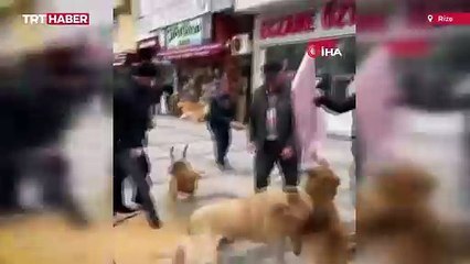 Kavga eden köpekler Cuma cemaatinin arasına daldı